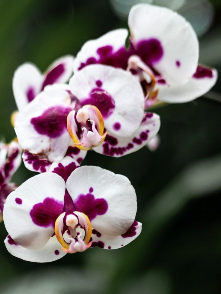 CAMELIA-Y-LAVANDA-