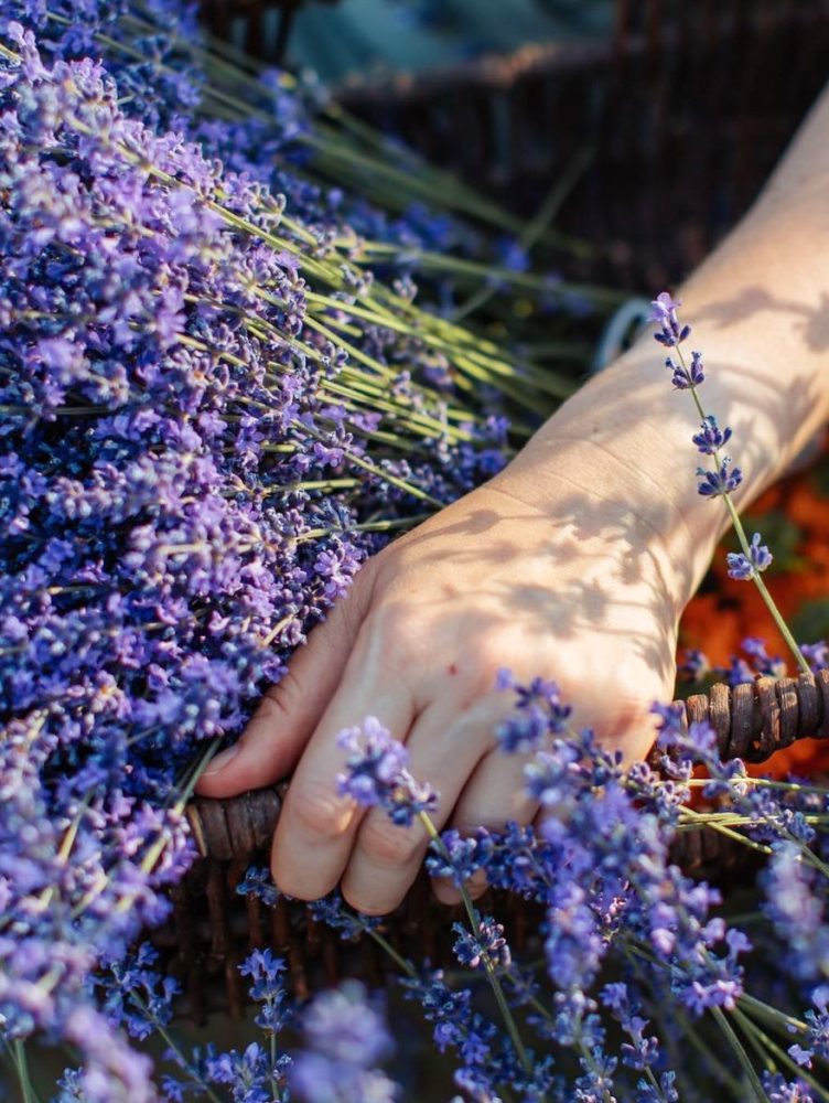 CAMELIA-Y-LAVANDA-22021