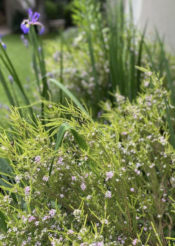 Flora-Paisajismo-directorio-the-little-black-guide