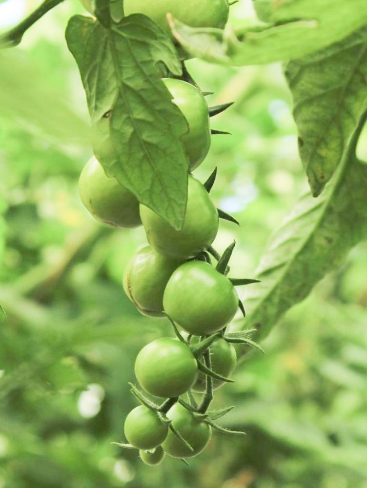 HUERTO-CUATRO-ESTACIONES-2Valesca-Bicicleta-B-N-2021