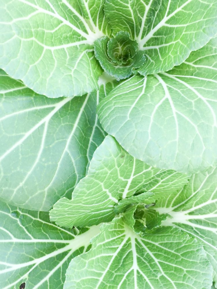 HUERTO-CUATRO-ESTACIONES-4-2021