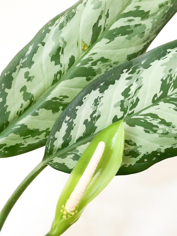 LABORATORIO-BOTANICO-2