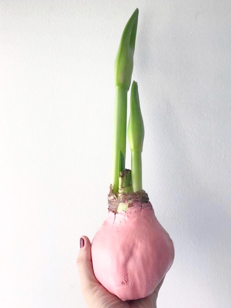 LABORATORIO-BOTANICO-3