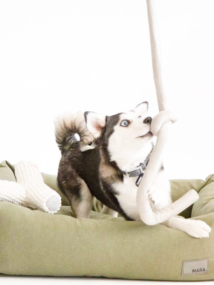 MARA-DESIGN-FOR-PETS-3-1