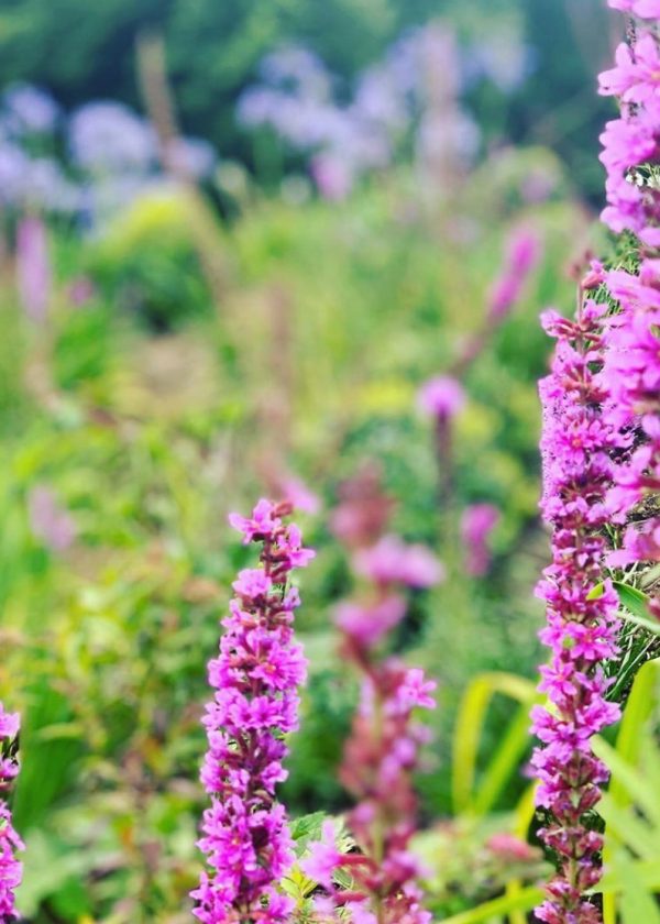 PASSALACQUA-PAISAJISMO-4-1