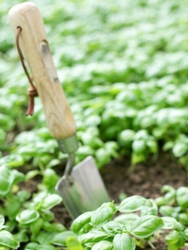 PLANTIN 2Valesca Bicicleta B-N 2021