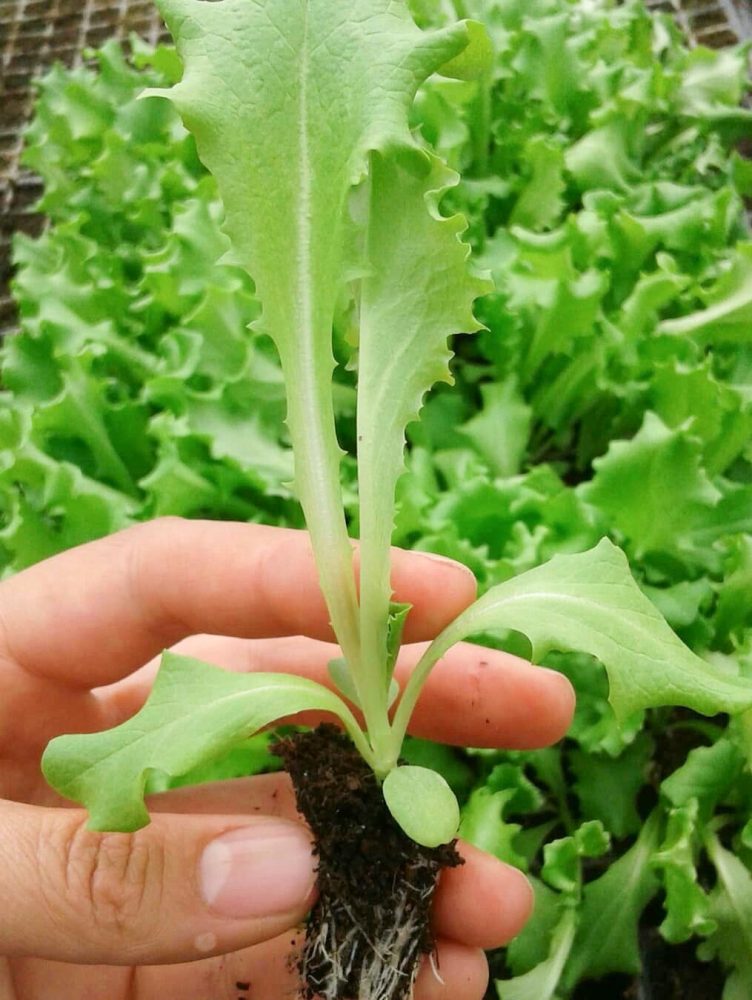 PLANTIN 3Valesca Bicicleta B-N 2021