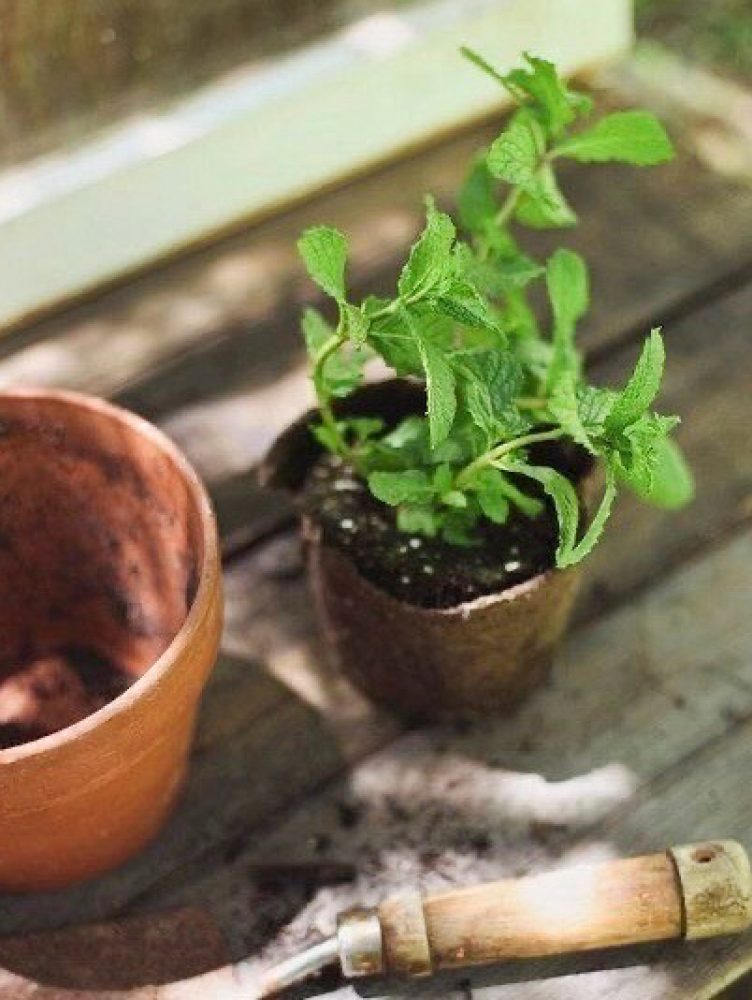 PLANTINValesca Bicicleta B-N 2021