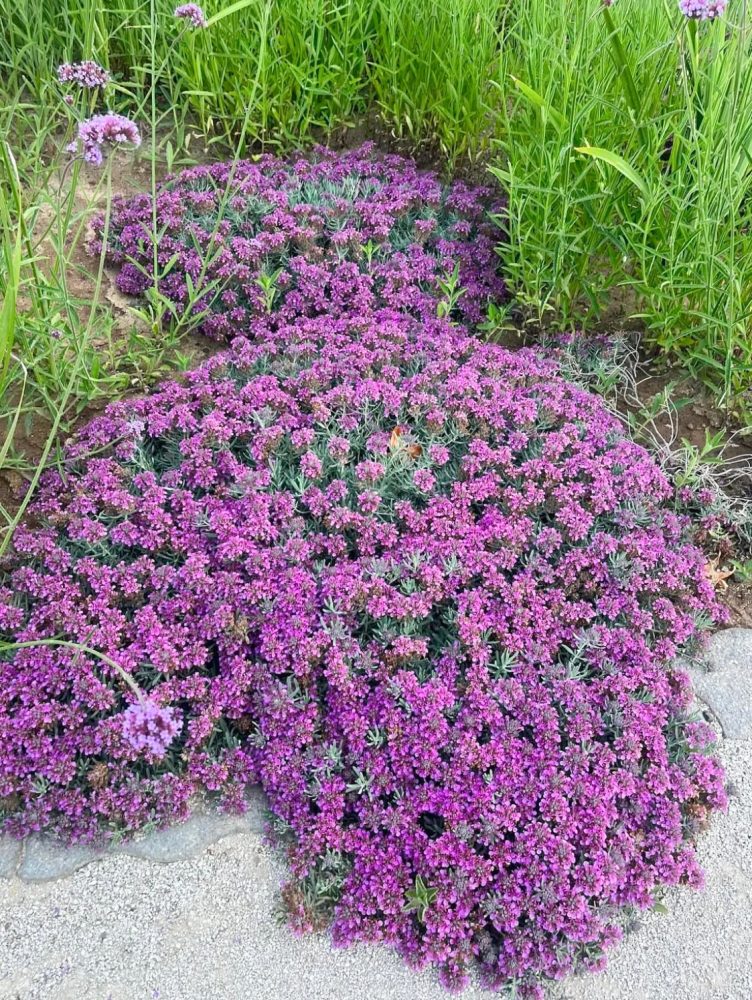 VIVERO EL SECANO 2Valesca Bicicleta B-N 2021