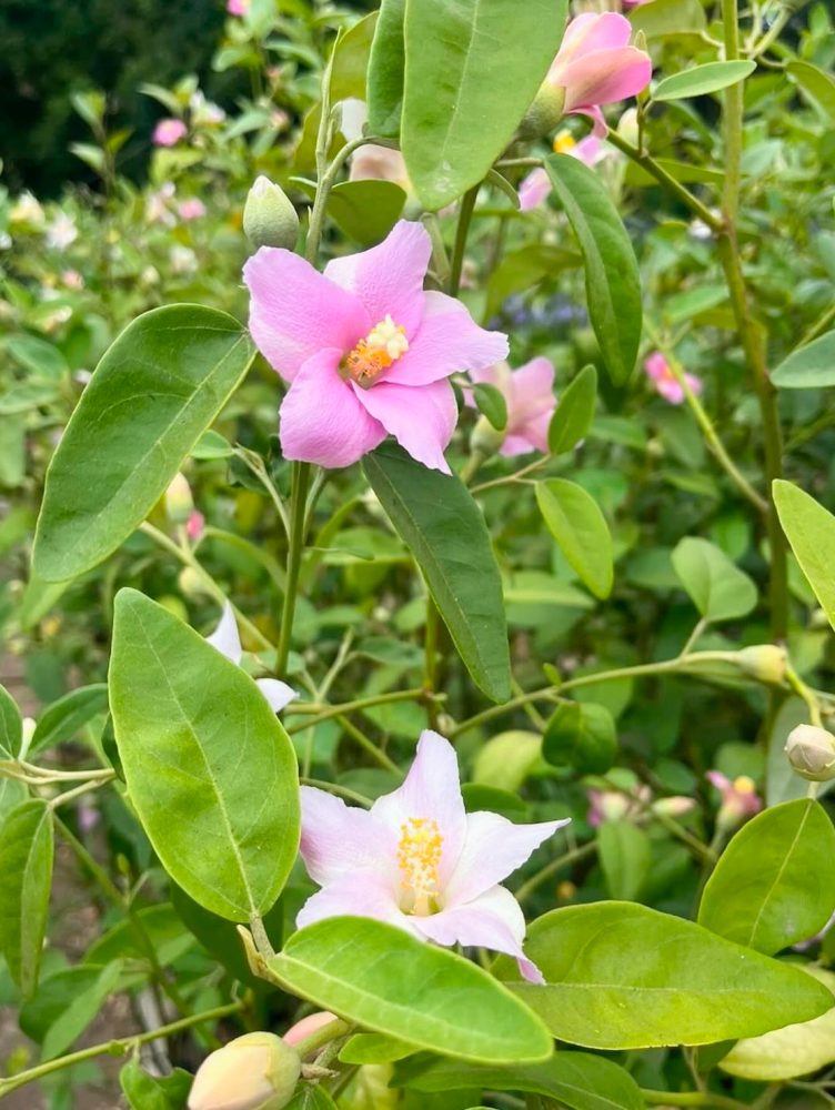 VIVERO EL SECANO 3Valesca Bicicleta B-N 2021