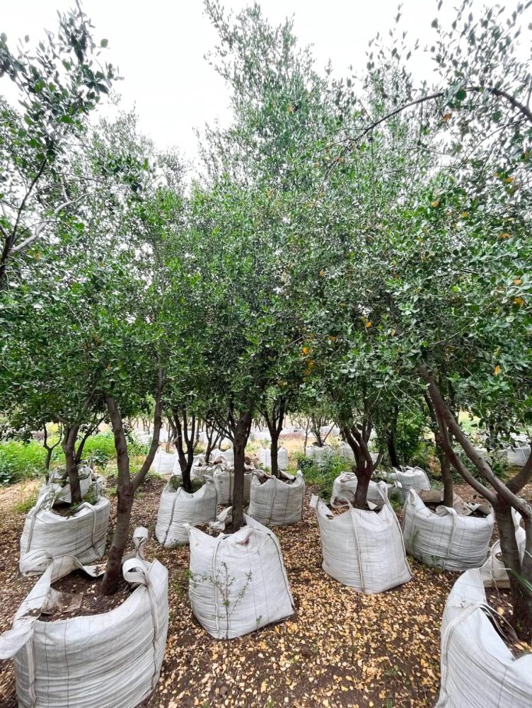 VIVERO EL SECANO 4Valesca Bicicleta B-N 2021