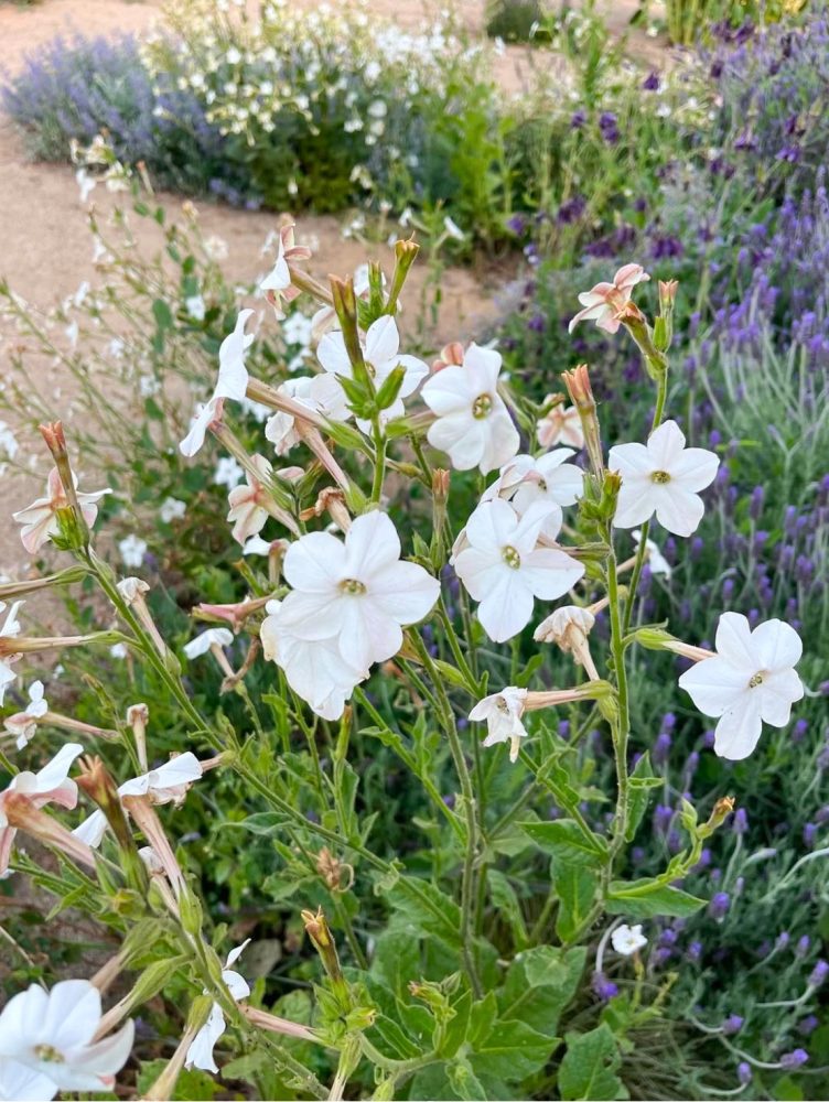 VIVERO EL SECANO 5Valesca Bicicleta B-N 2021