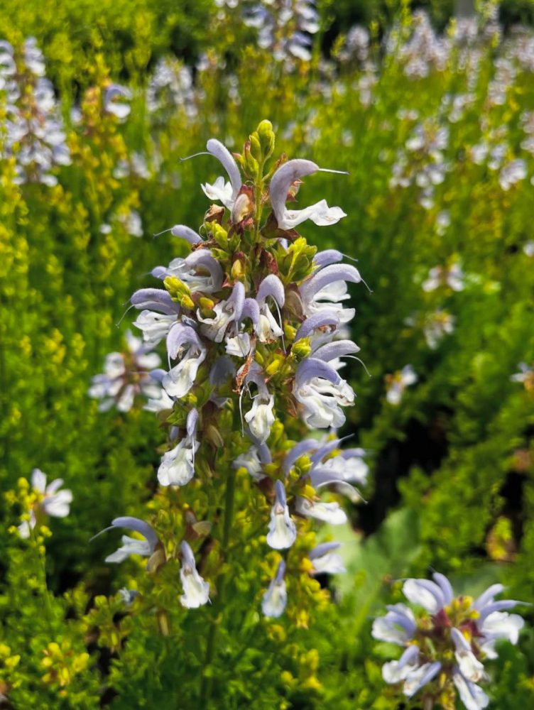VIVERO EL SECANOValesca Bicicleta B-N 2021