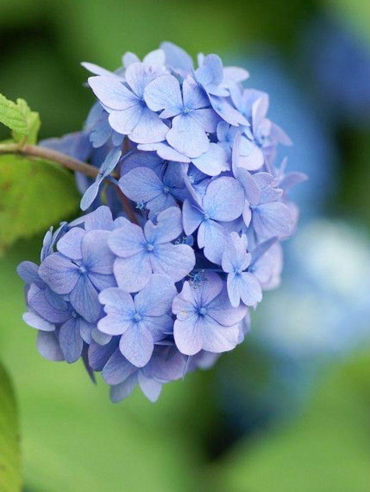 VIVEROS-LA-CANDELARIA-2