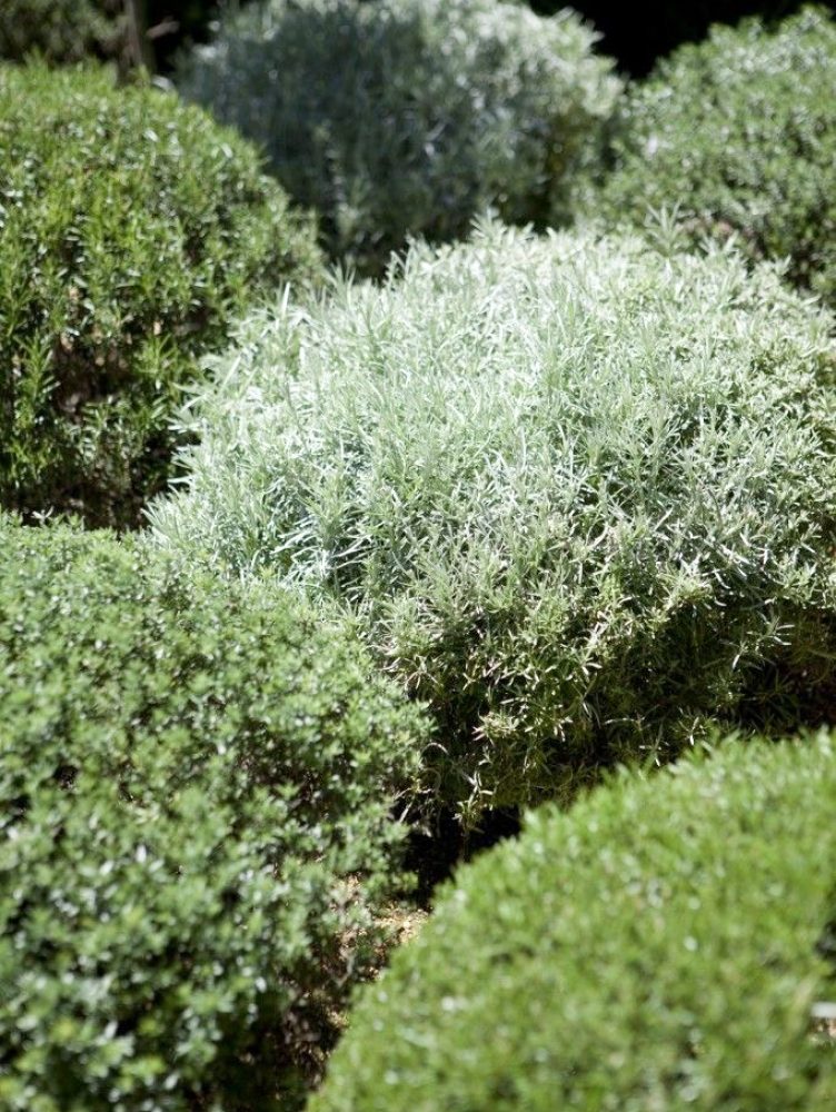 VIVEROS-LA-CANDELARIA-4