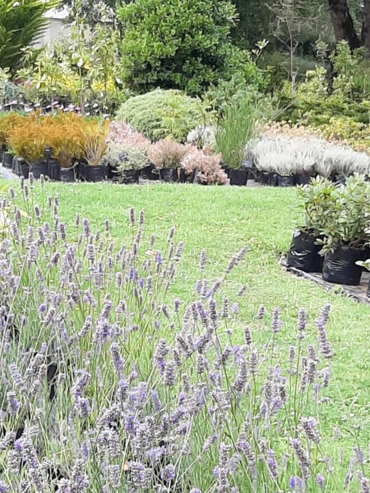 VIVEROS-LA-CANDELARIA