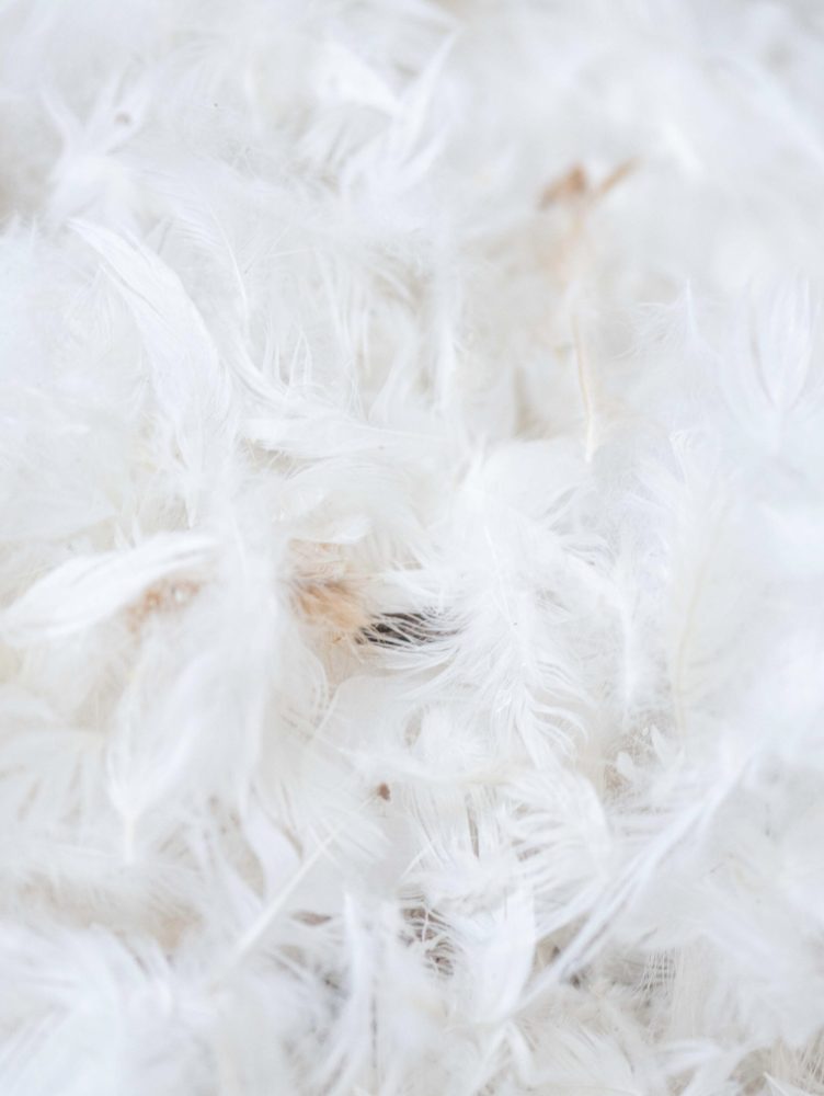 plumas-trenueva-directorio-the-little-black-guide